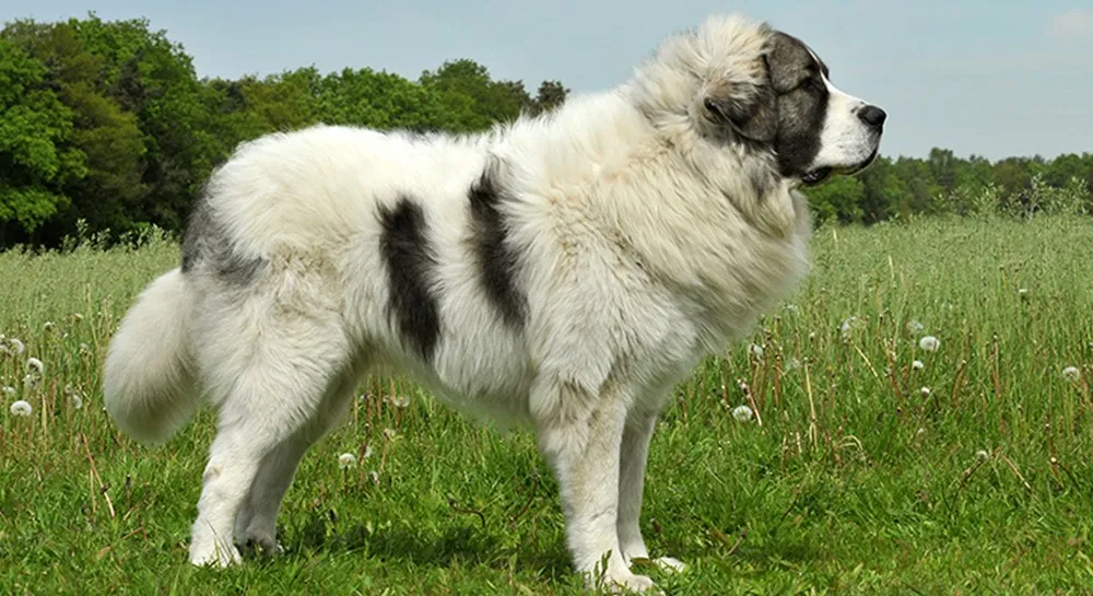 Pyrenean Mastiff
